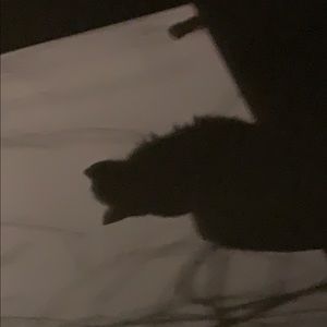 Meet your Posher, Emilie